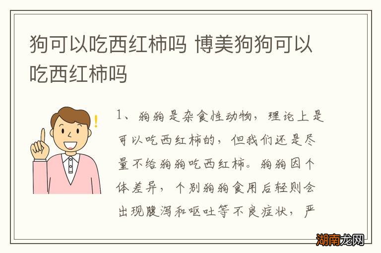 狗可以吃西红柿吗 博美狗狗可以吃西红柿吗