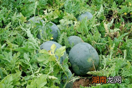 齐襄公与连称、管至父所约定的&amp;ldquo;及瓜而代&amp;rdquo;中听&amp;ldquo;瓜&amp;rdquo;，到底是什么瓜？