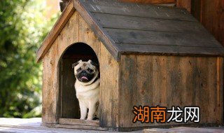 狗狗能不能吃芒果 狗狗还能吃什么水果