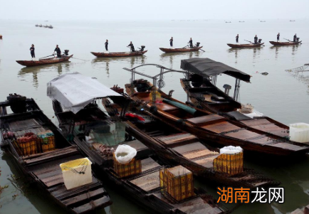 哪里出产的鳊鱼,才能够被称为武昌鱼的?武昌鱼这个名字是怎么来的