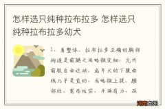 怎样选只纯种拉布拉多 怎样选只纯种拉布拉多幼犬