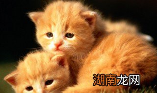 猫咪叫什么意思 猫咪叫的原因