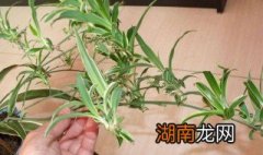 玫瑰吊兰怎么扦插小视频 玫瑰吊兰怎么扦插