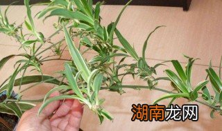 玫瑰吊兰怎么扦插小视频 玫瑰吊兰怎么扦插