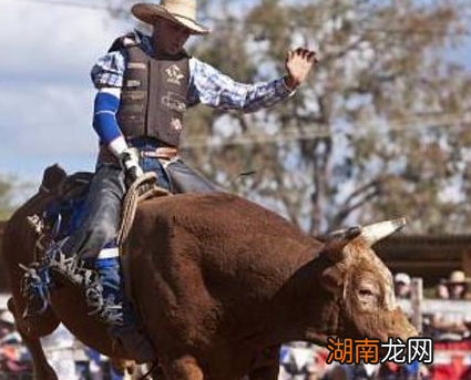 牛一点也不必马差劲 古代为什么没有骑牛打仗的部队