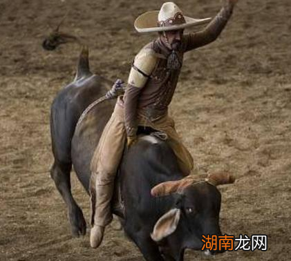 牛一点也不必马差劲 古代为什么没有骑牛打仗的部队