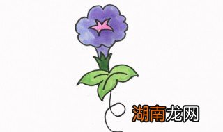 牵牛花怎么画 牵牛花简笔画教程