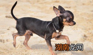 吉娃娃吃什么狗粮好 吉娃娃的饮食习性