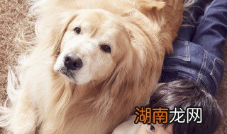 金毛什么时候换毛 金毛啥时候换毛