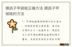 喂鸽子甲硝唑正确方法 喂鸽子甲硝唑的方法