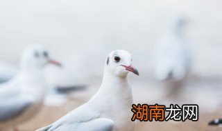 喂鸽子甲硝唑正确方法 喂鸽子甲硝唑的方法