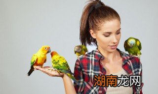 关于虎皮鹦鹉的资料 有关虎皮鹦鹉的简介