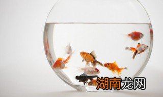 黑玛丽鱼生小鱼后处理方法 黑玛丽鱼生小鱼后怎么做呢