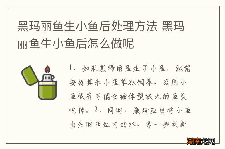 黑玛丽鱼生小鱼后处理方法 黑玛丽鱼生小鱼后怎么做呢
