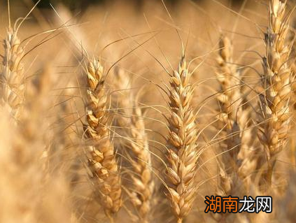 古代战争粮草的地位十分的重要 粮草到底指的是什么