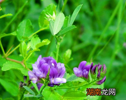 古代战争粮草的地位十分的重要 粮草到底指的是什么