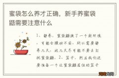 蜜袋怎么养才正确，新手养蜜袋鼯需要注意什么