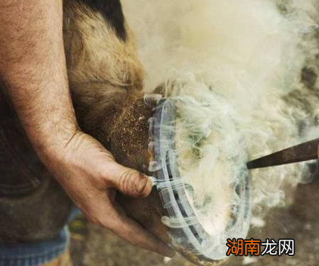 古人为什么会给马打上铁掌 不打的话马就会受到更多的伤害