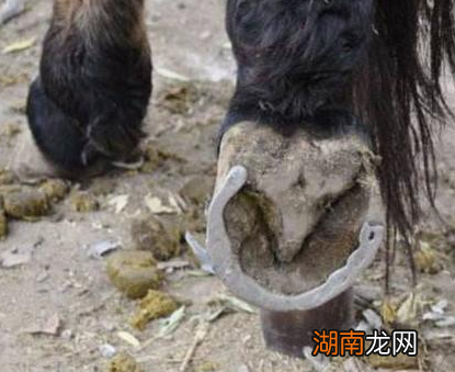 古人为什么会给马打上铁掌 不打的话马就会受到更多的伤害