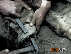 古人为什么会给马打上铁掌 不打的话马就会受到更多的伤害