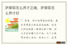 萨摩耶怎么养才正确，萨摩耶怎么养才好