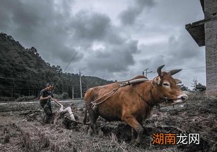 唐朝时期的牛到底有多重要 统治者指定了多种措施以保护耕牛