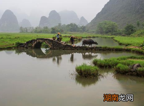 唐朝时期的牛到底有多重要 统治者指定了多种措施以保护耕牛