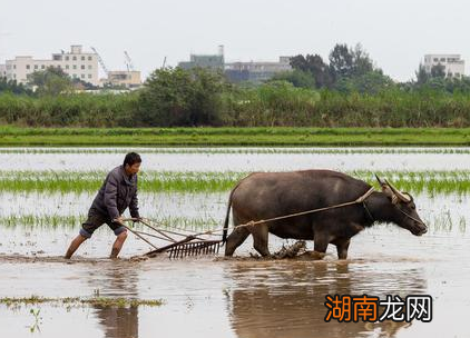 唐朝时期的牛到底有多重要 统治者指定了多种措施以保护耕牛