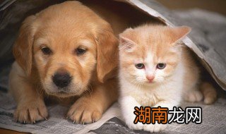 狗狗怎么不能吃这些东西 狗狗不能吃的食物有哪些