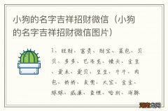 小狗的名字吉祥招财微信图片 小狗的名字吉祥招财微信