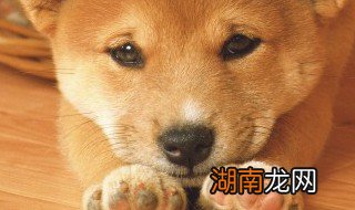 小狗的名字吉祥招财微信图片 小狗的名字吉祥招财微信