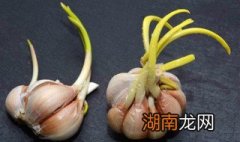 大蒜怎样催芽快一点 大蒜怎样催芽快
