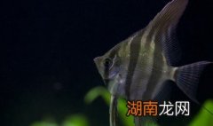 神仙鱼繁殖技巧讲解视频 神仙鱼繁殖技巧