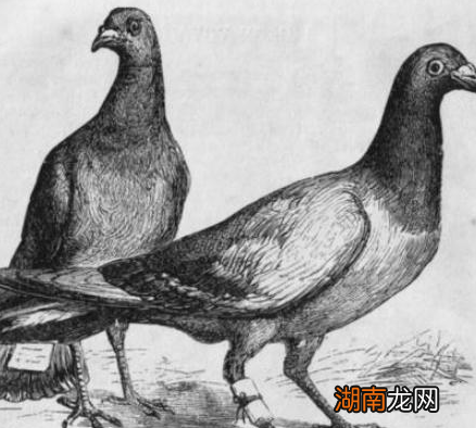 飞鸽传书是从什么时候开始出现的？飞鸽为何能知道位置？