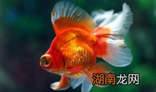 龙睛金鱼怎么养? 龙睛金鱼的养殖方法