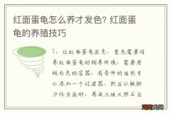 红面蛋龟怎么养才发色? 红面蛋龟的养殖技巧