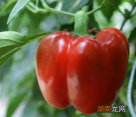 古人都能吃到什么样的蔬菜 黄瓜在古代绝对是稀罕之物