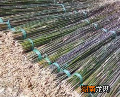 古代竹竿真的很值钱吗 商贩为什么能靠卖竹竿养家糊口