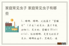 家庭常见虫子 家庭常见虫子有哪些