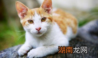 猫咪脱毛怎么解决? 如何解决猫咪脱毛