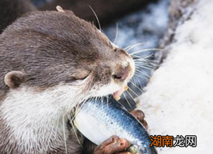 唐朝时期的黑科技 当时已经有机器人出现了