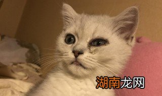 猫咪流泪是什么原因出问题了吗 为什么猫咪流泪