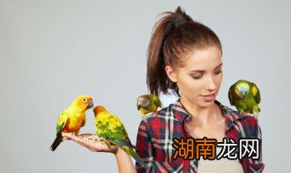 养鹦鹉需要注意什么事项 养鹦鹉需要注意什么