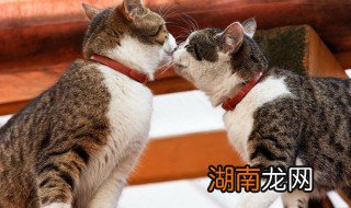 养小猫要注意什么 养小猫咪要注意什么
