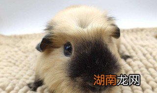 荷兰猪都吃什么,怎么喂养 荷兰猪吃什么荷兰猪怎么养