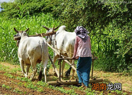 裹脚是从北宋时期流传下来的 清朝时期有两种女人不用裹脚