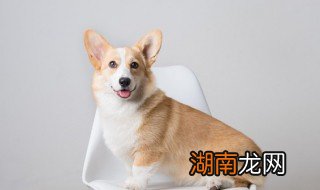 养柯基需要注意些什么 养柯基需要注意什么