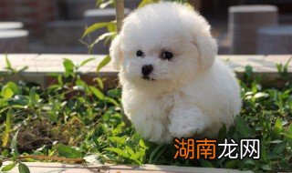 养比熊犬要注意什么问题 养比熊犬要注意什么