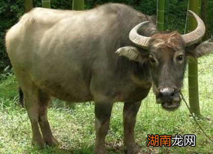 明清小说中吃牛肉是非常普通的 古代真的允许是牛肉吗