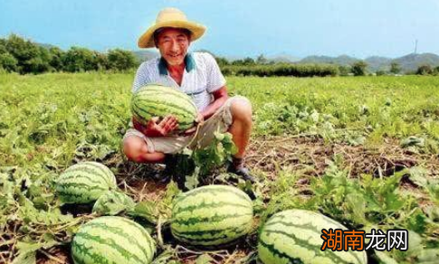 揭秘：历史上朱元璋杀瓜农的故事是真是假？